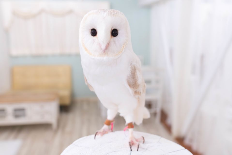 Owl Cafe Tokyo Akiba Fukurou - Key Takeaways