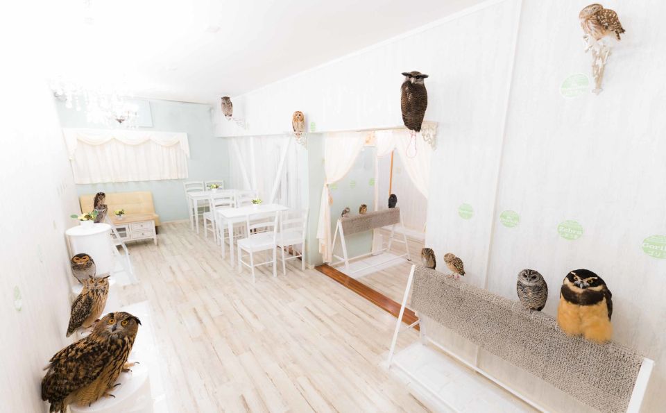 Owl Cafe Tokyo Akiba Fukurou - Customer Reviews