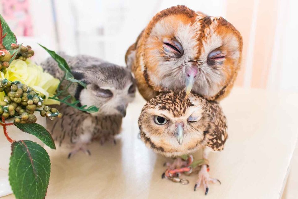 Owl Cafe Tokyo Akiba Fukurou - Inclusions