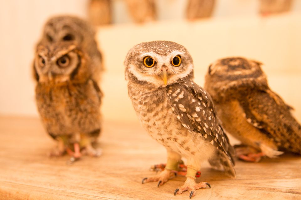 Owl Cafe Tokyo Akiba Fukurou - Restrictions