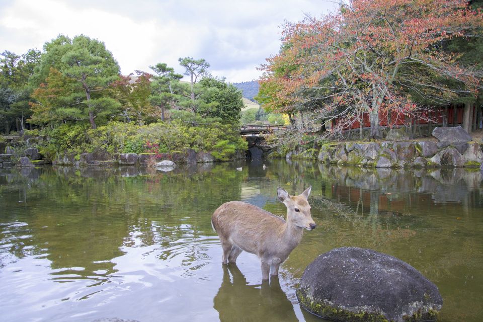 Nara Like a Local: Customized Guided Tour - Customer Reviews