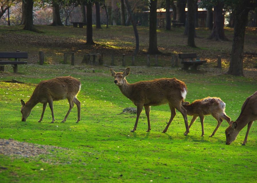 From Osaka/Kyoto: Kyoto & Nara Bus Tour W/ Kinkakuji Ticket - Additional Information