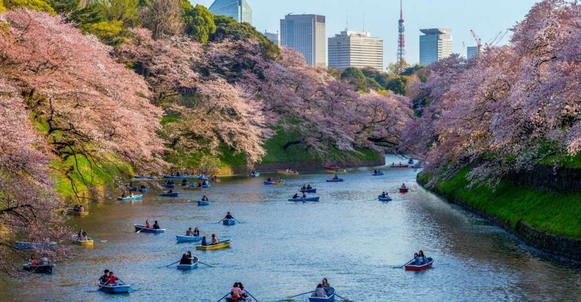 Tokyo: Private Cherry Blossom Experience - Key Takeaways