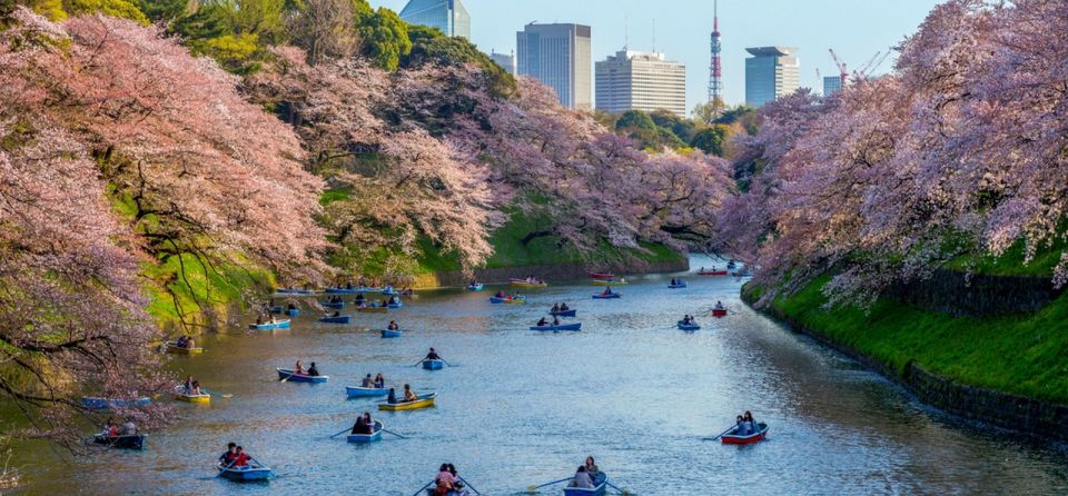 Tokyo: Private Cherry Blossom Experience - Activity Highlights