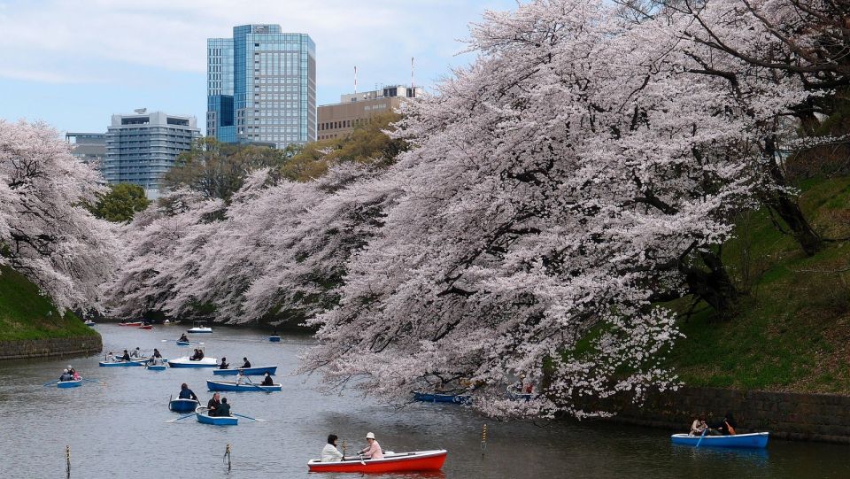 Tokyo: Private Cherry Blossom Experience - Inclusions