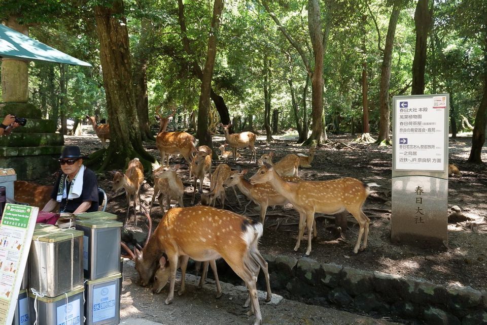 Nara: Half-Day UNESCO Heritage & Local Culture Walking Tour - Meeting Point Information