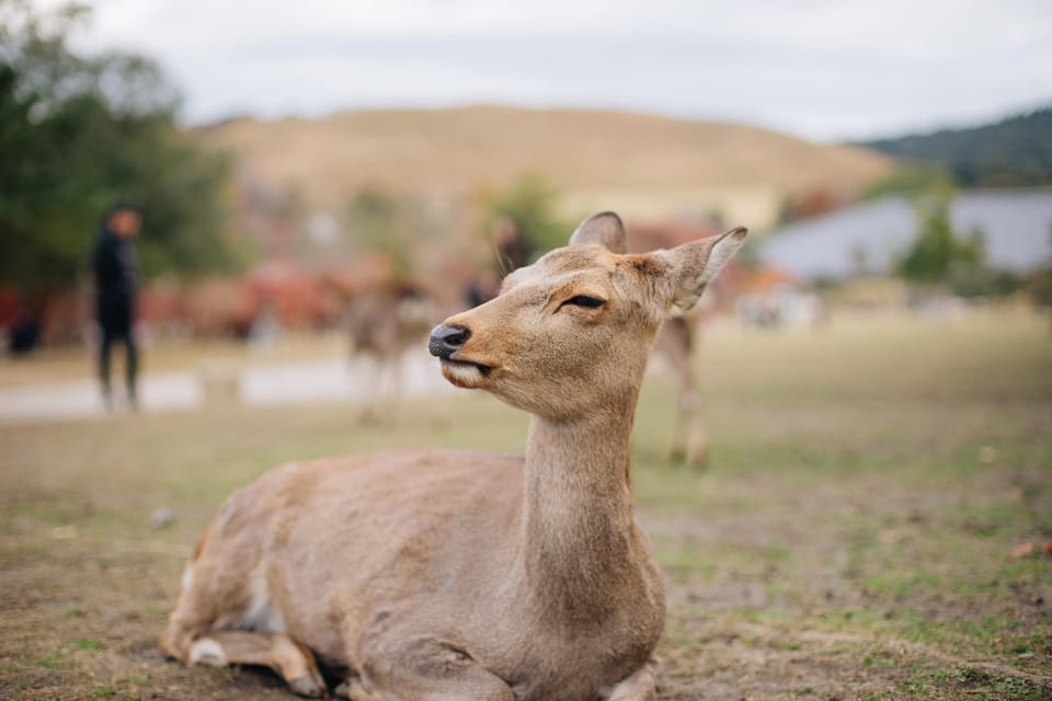 From Kyoto or Osaka: Private Walking Tour Through Nara - Activity Description