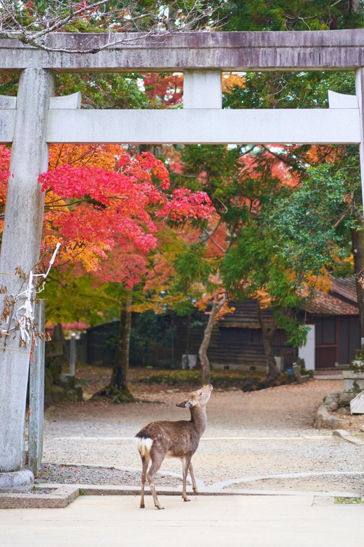 From Kyoto or Osaka: Private Walking Tour Through Nara - Key Takeaways