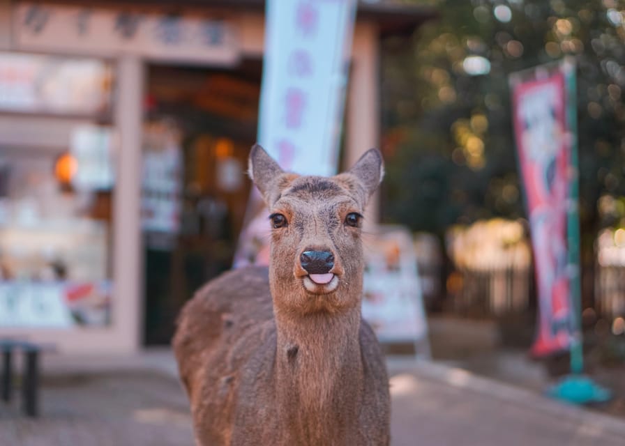 From Kyoto or Osaka: Private Walking Tour Through Nara - Additional Tips