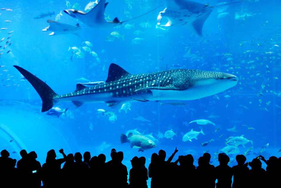 Naha: North Okinawa Sightseeing Tour & Churaumi Aquarium - Important Information