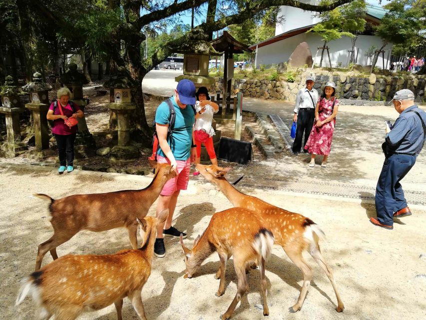 Nara: City Highlights Shared Group or Private Bike Tour - Important Information