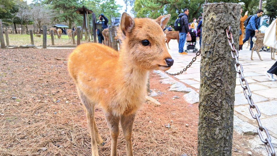 Nara: City Highlights Shared Group or Private Bike Tour - Customer Reviews