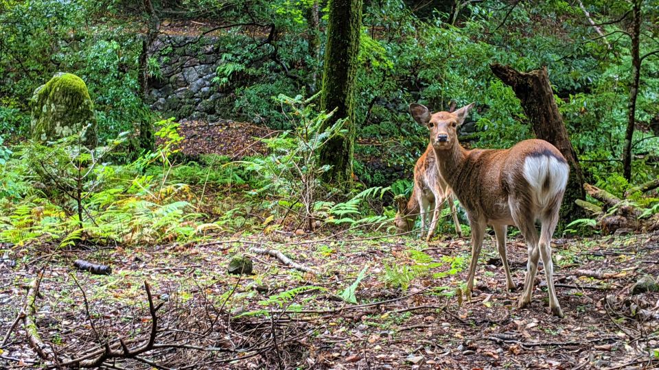 Nara: Heart of Nature Temple, Forest, & Waterfall Bike Tour - Requirements