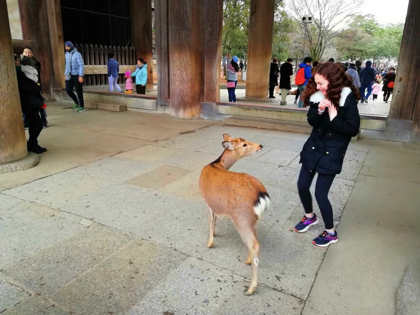 Nara: Nara Park Private Family Bike Tour With Lunch - Description