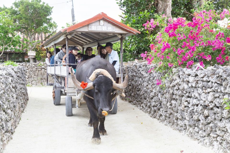 From Ishigaki: Hamajima and Taketomi Island Snorkel Trip - Conclusion