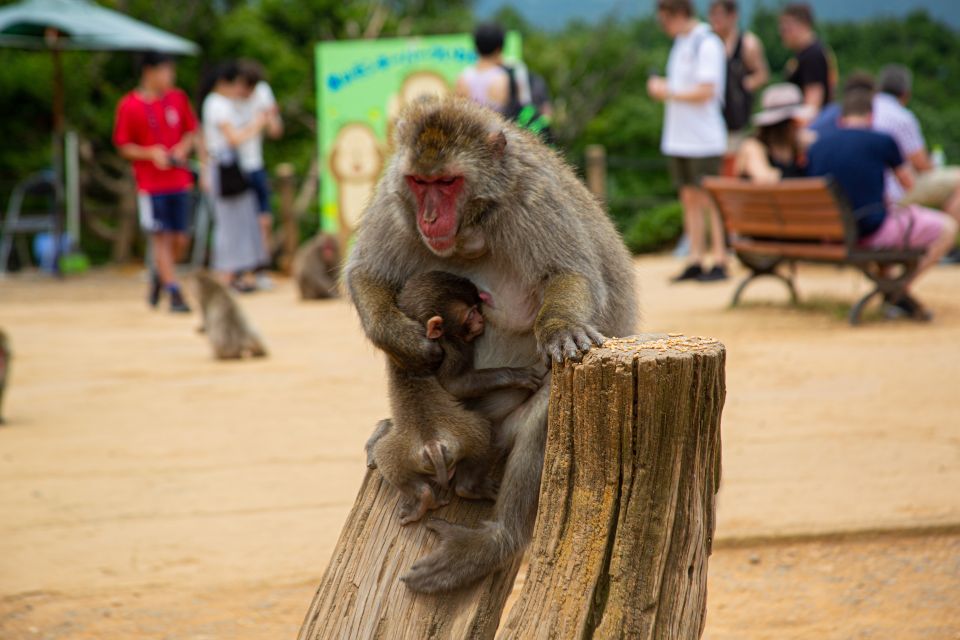 Kyoto: Arashiyama Bamboo, Temple, Matcha, Monkeys, & Secrets - Customer Reviews