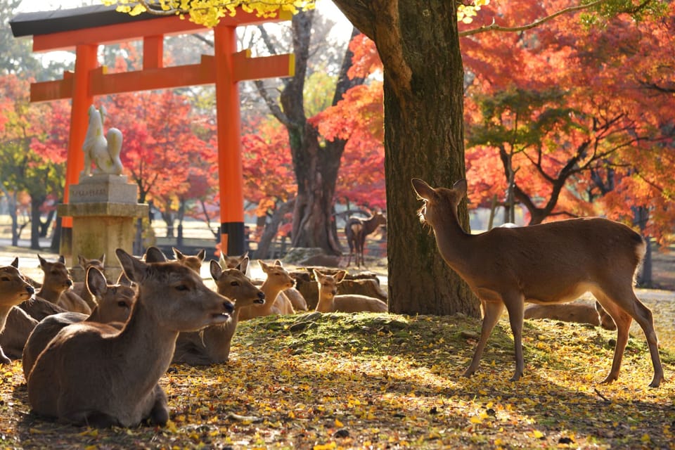 Kyoto and Nara Golden Route 1 Day Bus Tour From Kyoto - Frequently Asked Questions