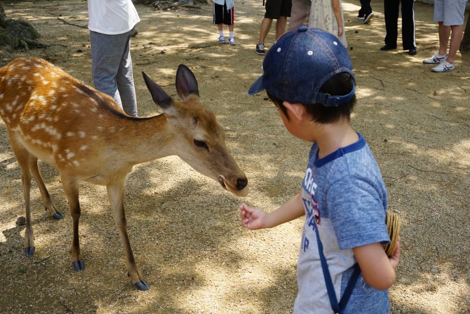 Kyoto and Nara Golden Route 1 Day Bus Tour From Kyoto - Important Information