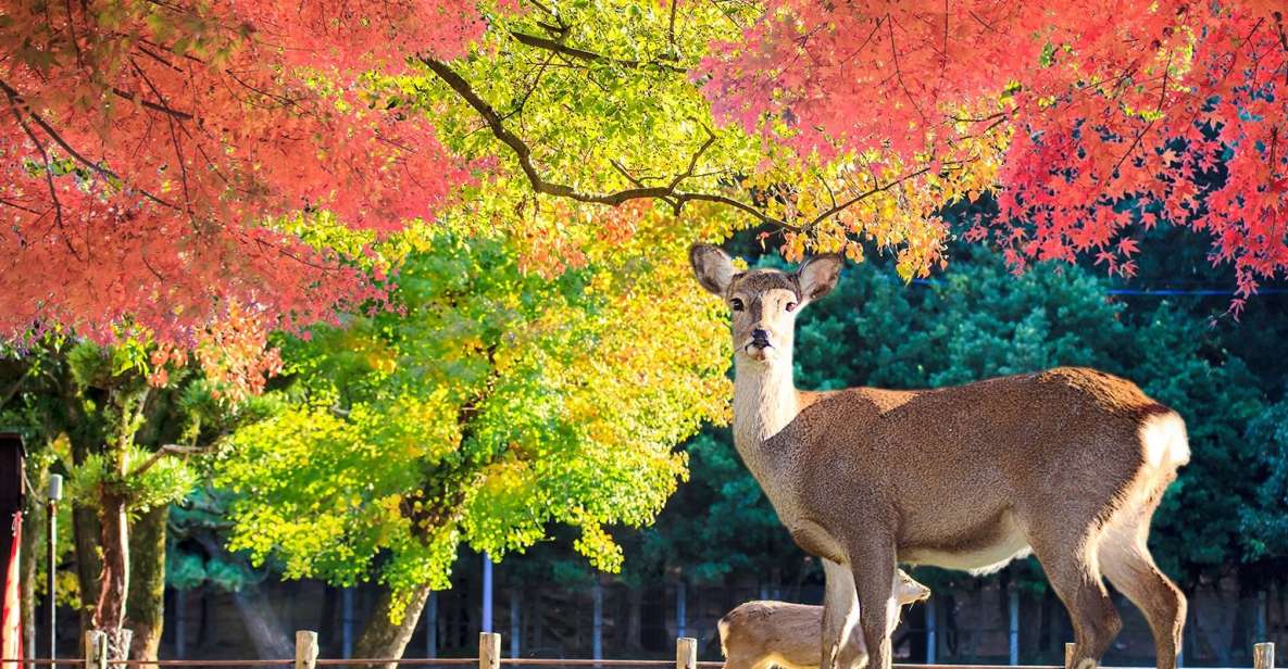 From Osaka: Nara Customizable Private Day Tour - Highlights