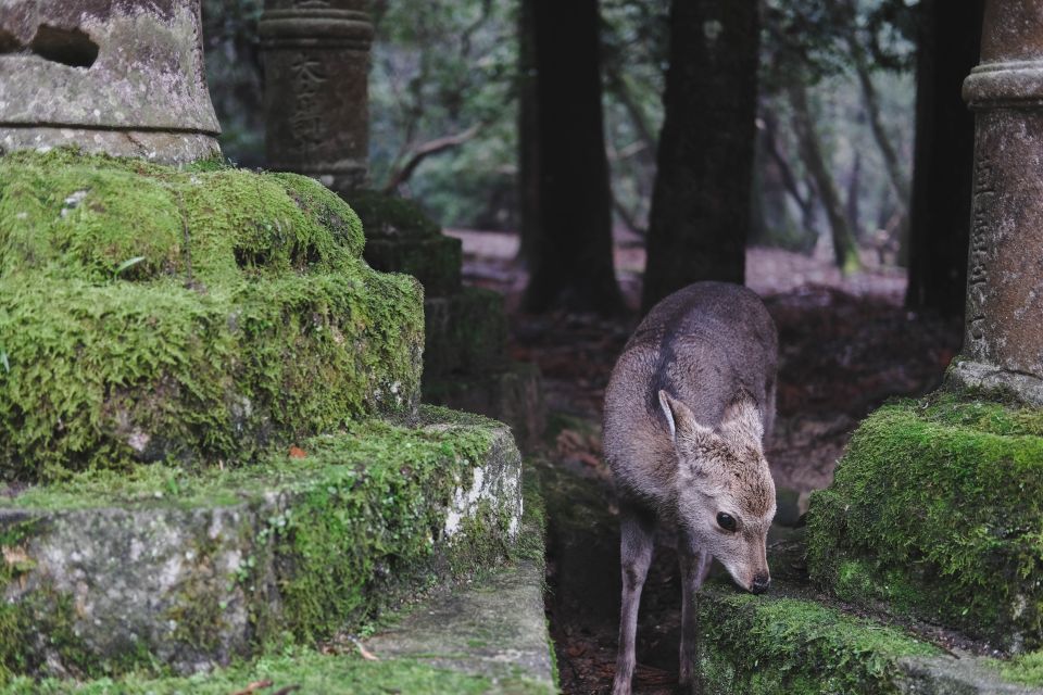 From Osaka: 10-hour Private Custom Tour to Nara - Key Takeaways