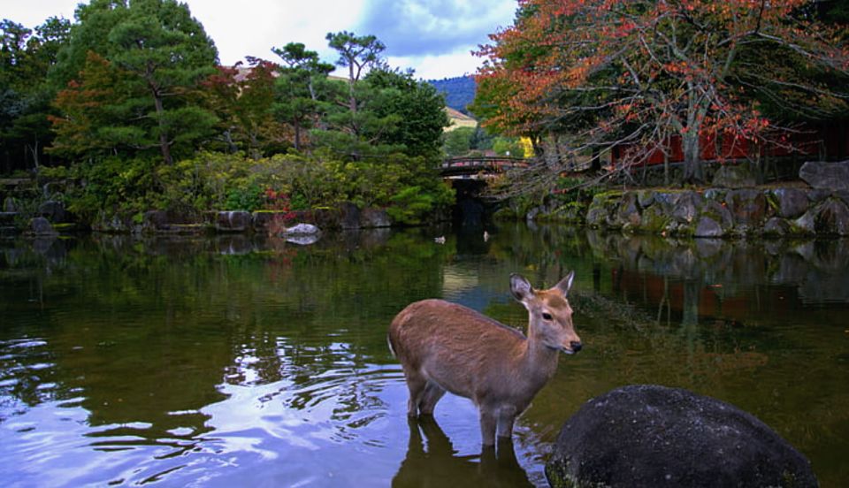 From Osaka: 10-hour Private Custom Tour to Nara - Booking Information