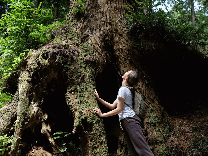 Fm Odawara: Forest Bathing and Onsen With Healing Power - Additional Information