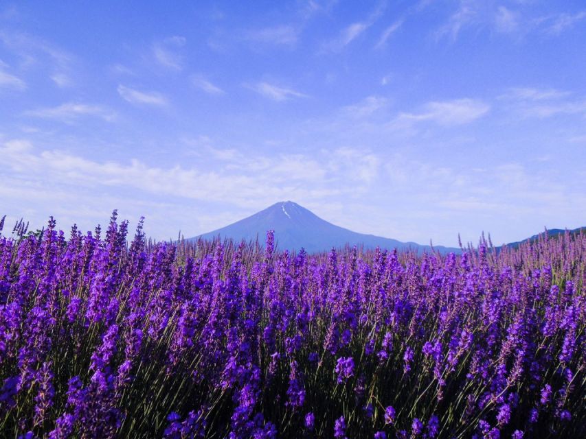 Mt. Fuji, Panoramic Ropeway & Seasonal Fruits Picking - Important Reminders