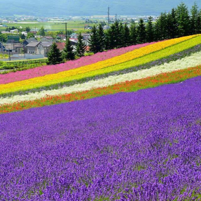 Hokkaido: Biei Blue Pond and Furano Flower Farm Day Trip - Itinerary Highlights