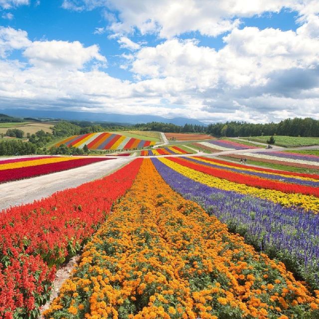 Hokkaido: Biei Blue Pond and Furano Flower Farm Day Trip - Customer Reviews