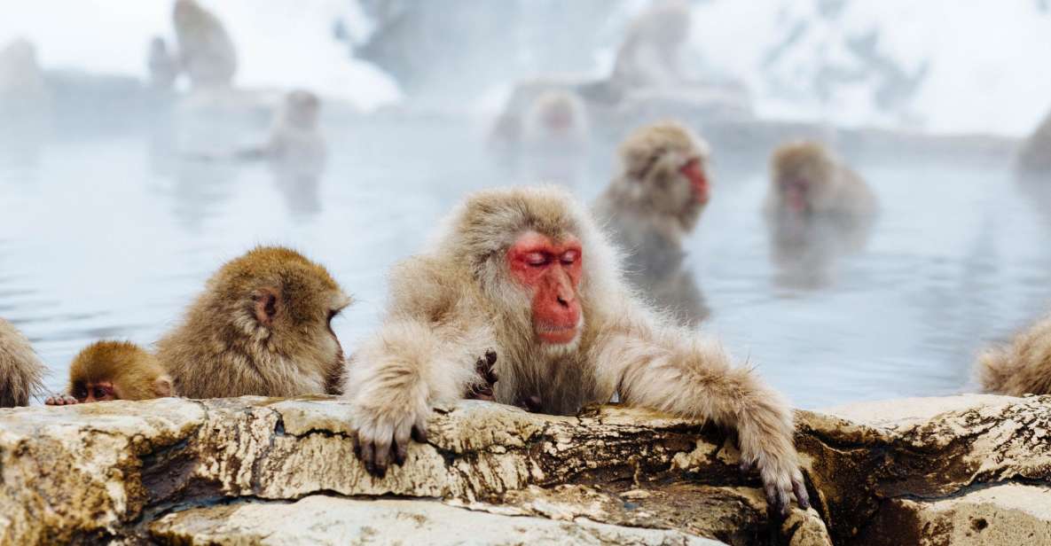 Private Snow Monkey Tour: From Nagano City / Ski Resorts - Key Takeaways