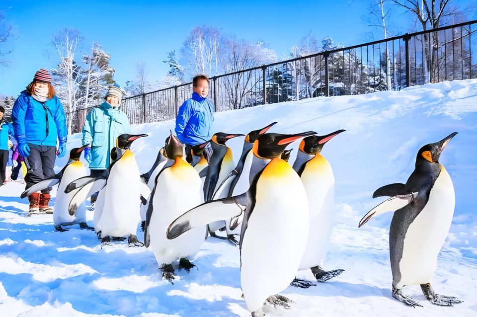 Hokkaido: Asahiyama Zoo, Furano, and Ningle Terrace Tour - Tour Experience