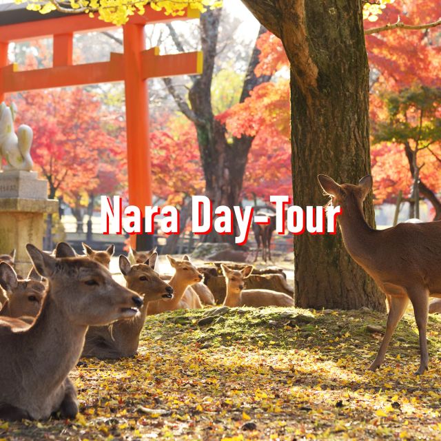 From Osaka: 10-hour Private Customized Tour to Nara - Key Takeaways