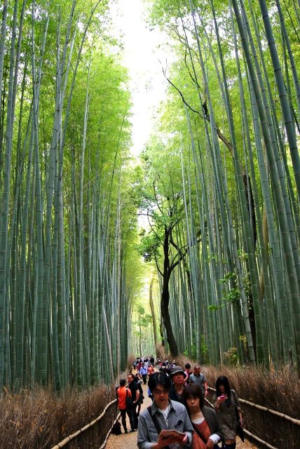 Arashiyama Kyoto: Bamboo Forest, Monkey Park & Secrets - Customer Reviews