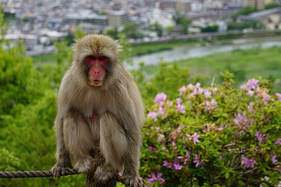 Arashiyama Kyoto: Bamboo Forest, Monkey Park & Secrets - Secrets Unveiled