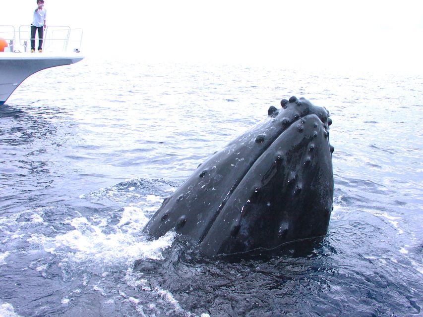 National Park Kerama Islands 2 Boat Fan Diving (With Rental) - Frequently Asked Questions