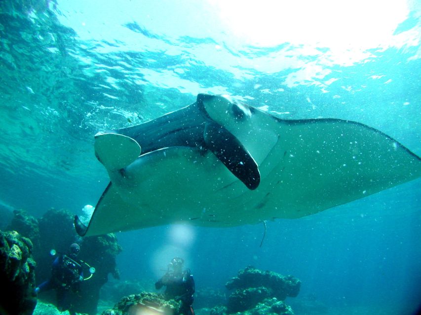 National Park Kerama Islands 2 Boat Fan Diving (With Rental) - Precautions and Recommendations