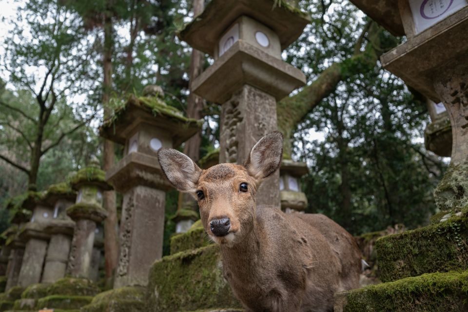 Nara: Todai-ji and Nara Park (Spanish Guide) - Starting Location