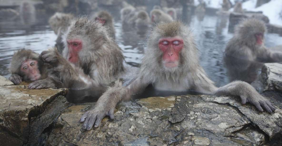 Private Transfers Between Tokyo and Snow Monkey Park - Key Takeaways