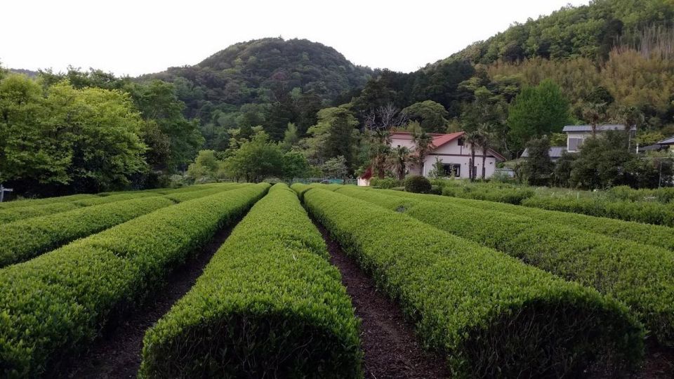 Izu Peninsula: Ike Village Experience - Tour Description