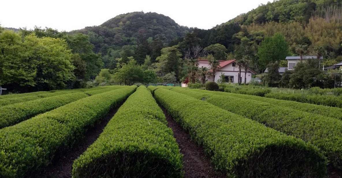 Izu Peninsula: Ike Village Experience - Directions for Car Customers