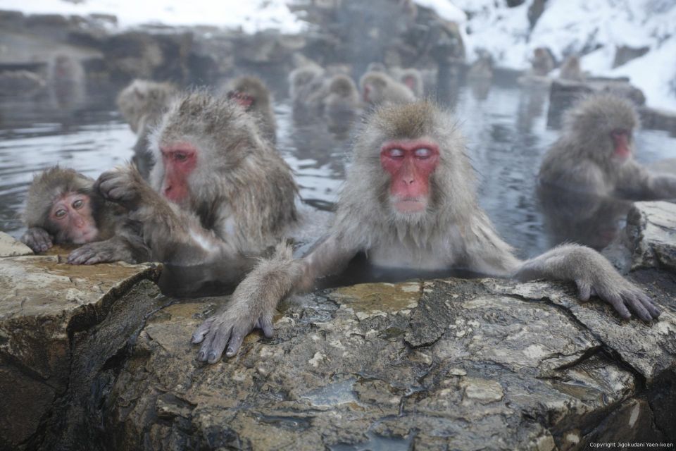 Habuka : Private 1-Way Transfers To/From Snow Monkey Park - Activity Description