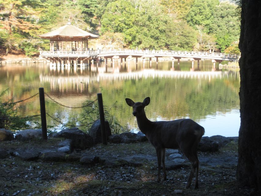 Nara: Giant Buddha, Free Deer in the Park (Italian Guide) - Itinerary