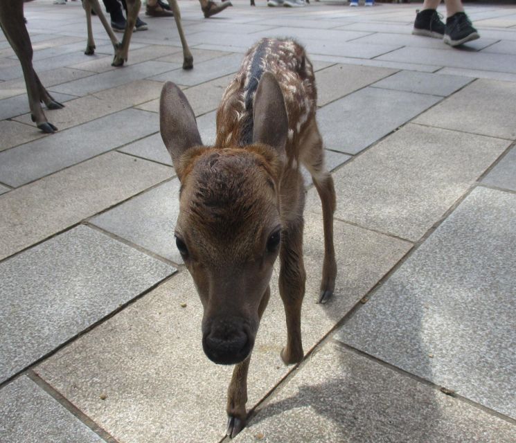 Nara: Giant Buddha, Free Deer in the Park (Italian Guide) - Experience