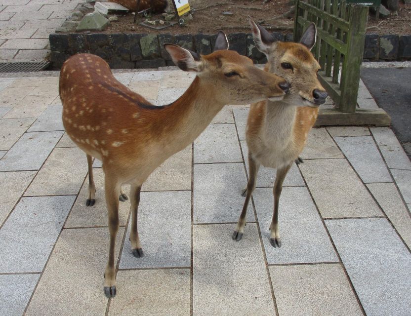 Nara: Giant Buddha, Free Deer in the Park (Italian Guide) - Conclusion