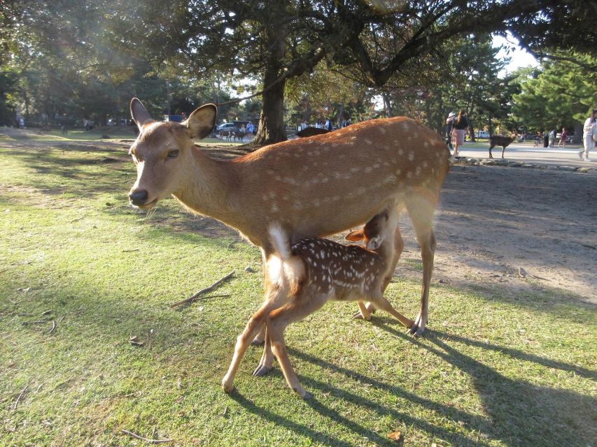 Kyoto-Nara: Giant Buddha, Deer Pagoda Geisha (Italian) - Key Takeaways