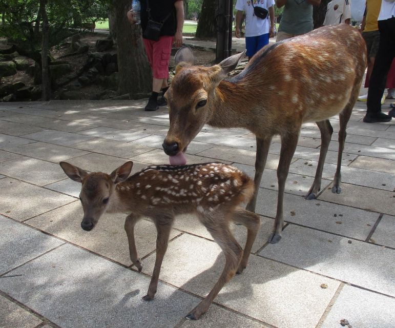 Kyoto-Nara: Giant Buddha, Deer Pagoda Geisha (Italian) - Tour Directions