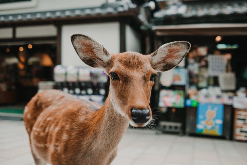 Nara: Audio Guide Delve Into Todai-Ji & Kasuga Taisha - Frequently Asked Questions