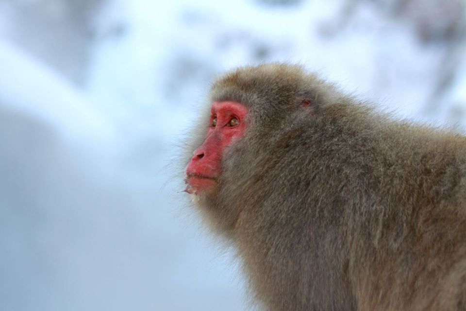 Nagano: Snow Monkeys, Zenkoji Temple & Sake Day Trip - Frequently Asked Questions