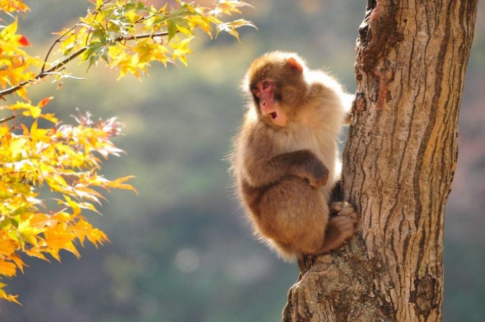 Nagano: Snow Monkeys, Zenkoji Temple & Sake Day Trip - Booking Information