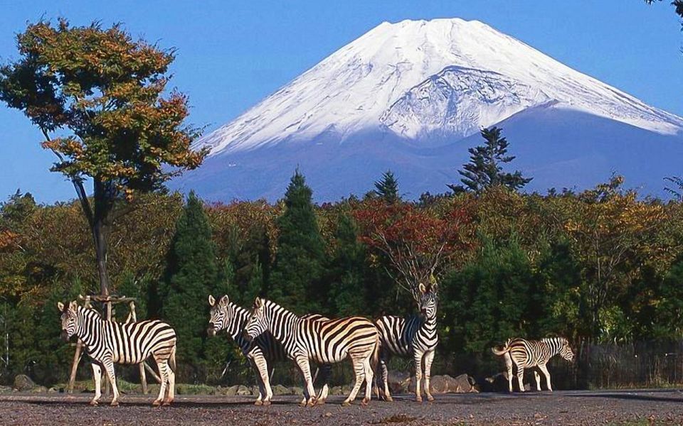 Mt Fuji : Highlight Tour and Unforgettable Experience - Customer Reviews